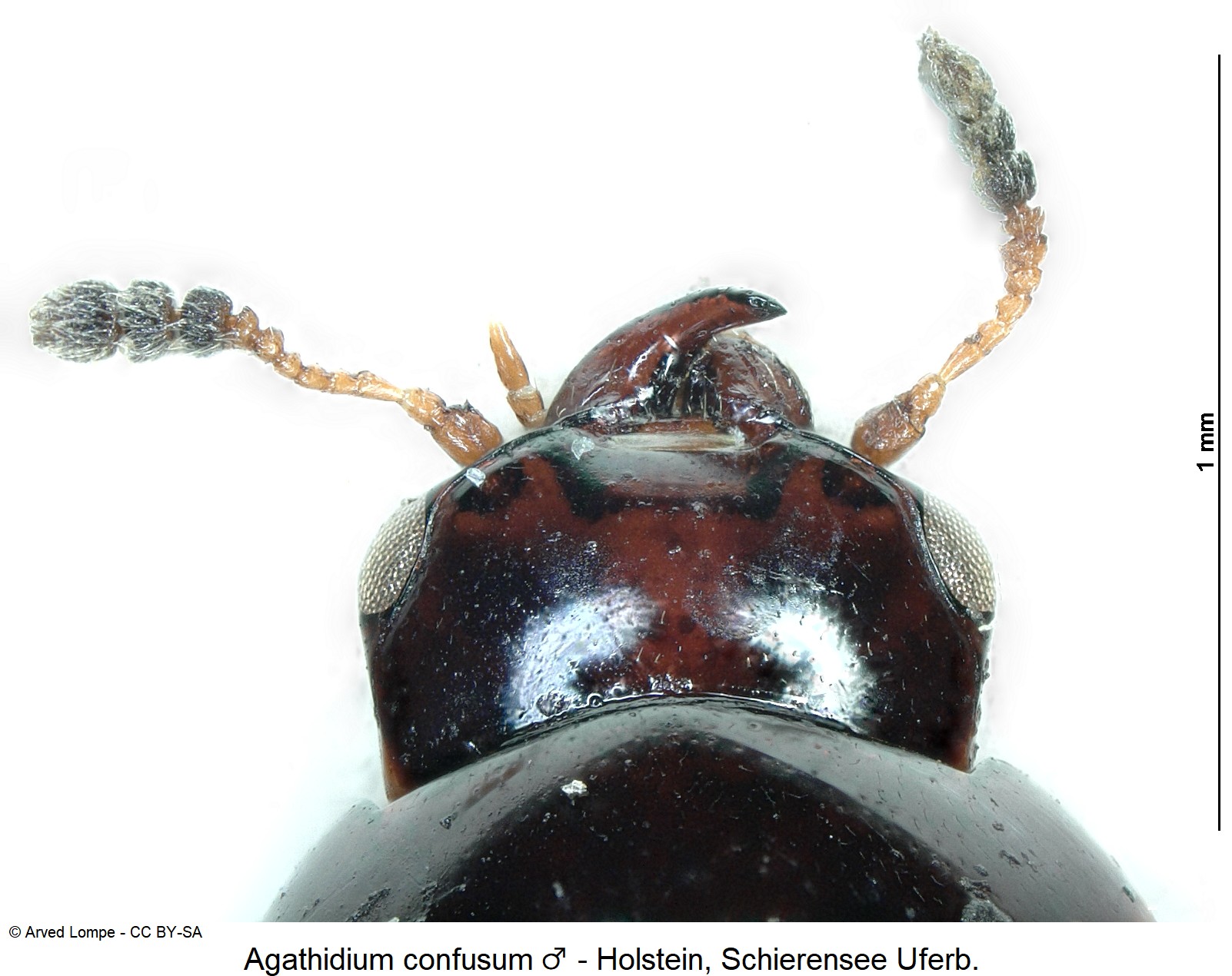 agathidium_confusum_m_ck3865_k.jpg