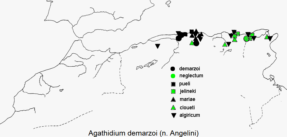 agathidium_demarzoi_dis.gif