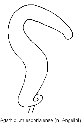 agathidium_escorialense_sperm.gif