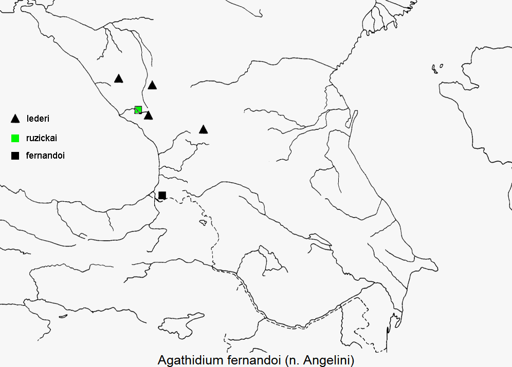 agathidium_fernandoi_dis.gif