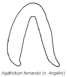 agathidium_fernandoi_sperm.gif
