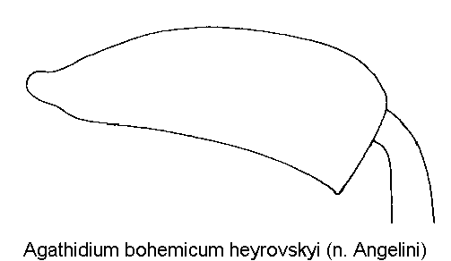 agathidium_heyrovskyi_hschl.gif