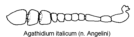 agathidium_italicum_f.gif