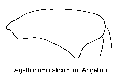 agathidium_italicum_hschl.gif