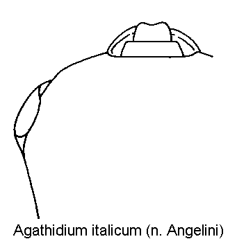 agathidium_italicum_k.gif
