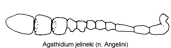 agathidium_jelineki_f.gif