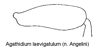 agathidium_laevigatulum_hschl.gif
