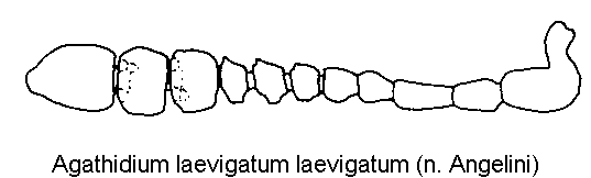 agathidium_laevigatum_f.gif