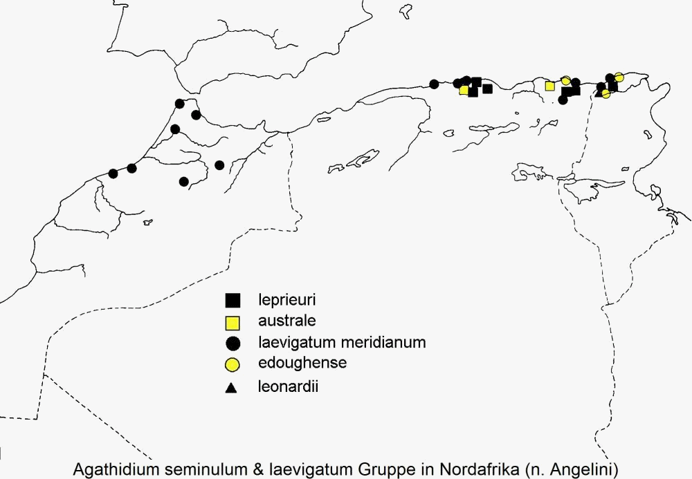 agathidium_laevigatum_gruppe_in_nordafrika_dis.gif