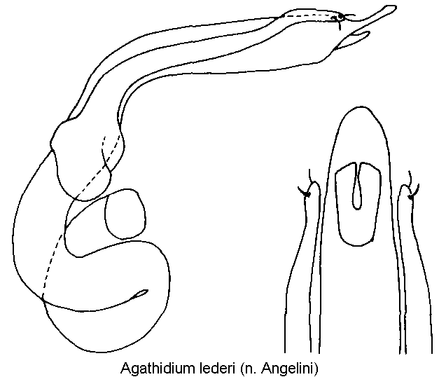 agathidium_lederi.gif
