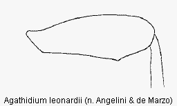 agathidium_leonardii_hschl.gif