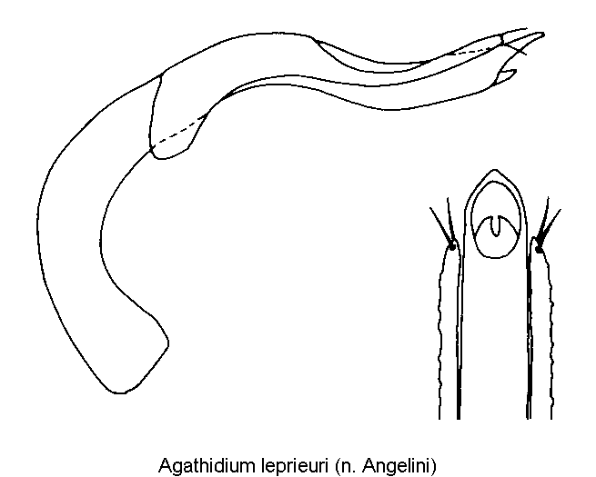 agathidium_leprieuri1.gif