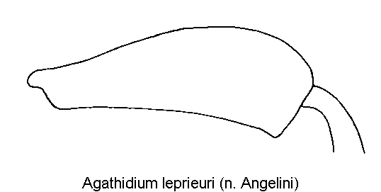 agathidium_leprieuri_hschl1.gif