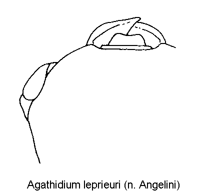 agathidium_leprieuri_k.gif