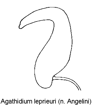 agathidium_leprieuri_sperm1.gif