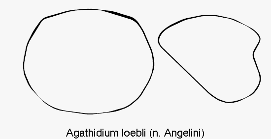 agathidium_loebli_hsch.gif