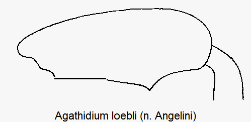 agathidium_loebli_hschl.gif