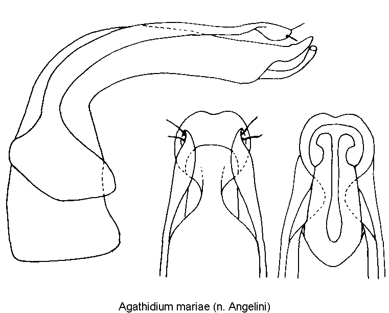 agathidium_mariae.gif
