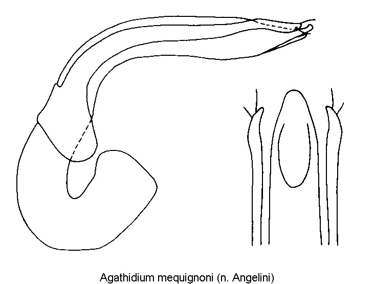 agathidium_mequignoni.gif
