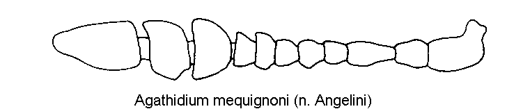 agathidium_mequignoni_f.gif