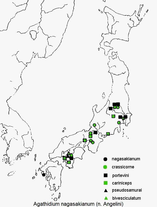 agathidium_nagasakianum_dis.gif
