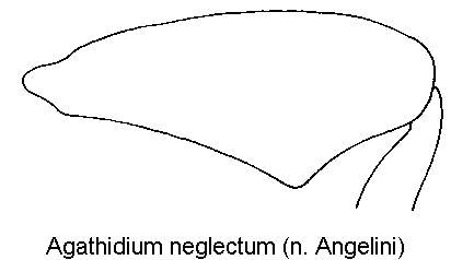 agathidium_neglectum_hschl.gif