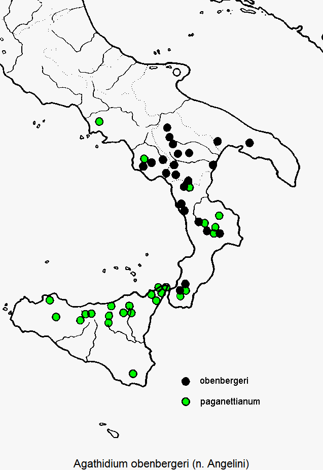 agathidium_obenbergeri_dis.gif