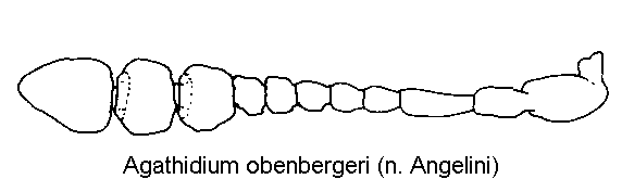 agathidium_obenbergeri_f.gif