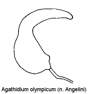 agathidium_olympicum_sperm.gif