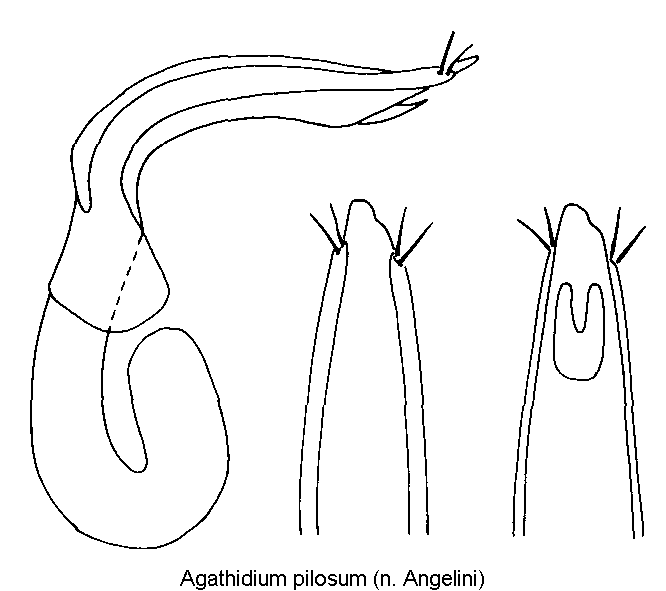 agathidium_pilosum.gif