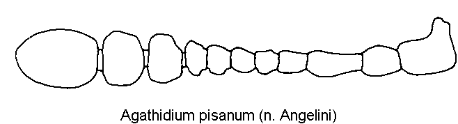 agathidium_pisanum_f.gif
