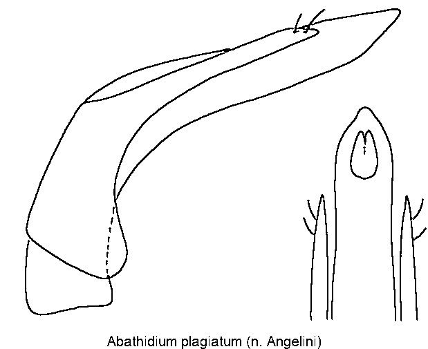 agathidium_plagiatum.gif
