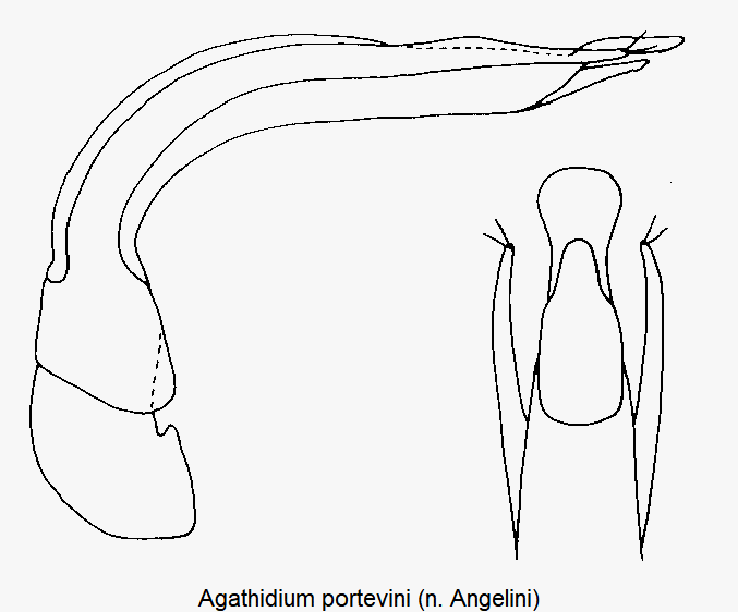 agathidium_portevini.gif