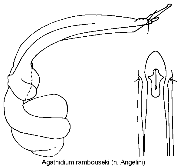agathidium_rambouseki.gif