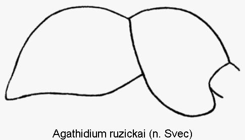 agathidium_ruzickai_sa.gif