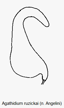 agathidium_ruzickai_sperm.gif