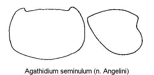 agathidium_seminulum_hsch.gif