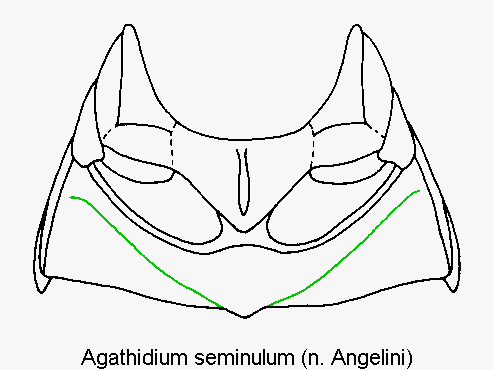 agathidium_seminulum_mbr.gif