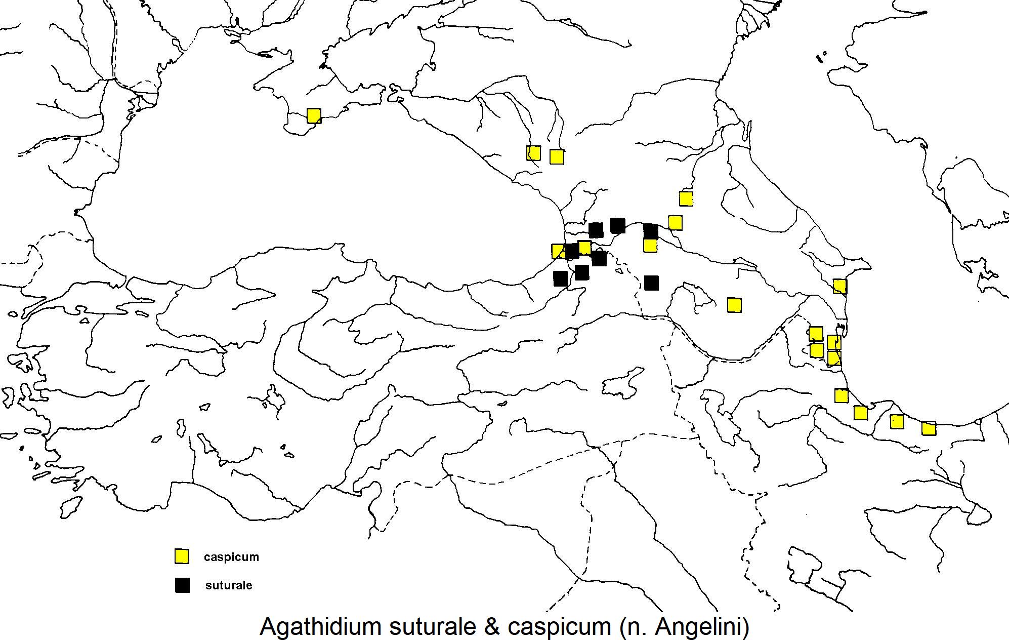 agathidium_suturale_dis.jpg