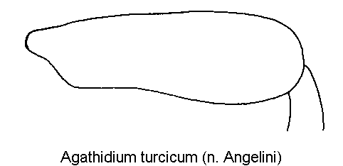 agathidium_turcicum_hschl.gif