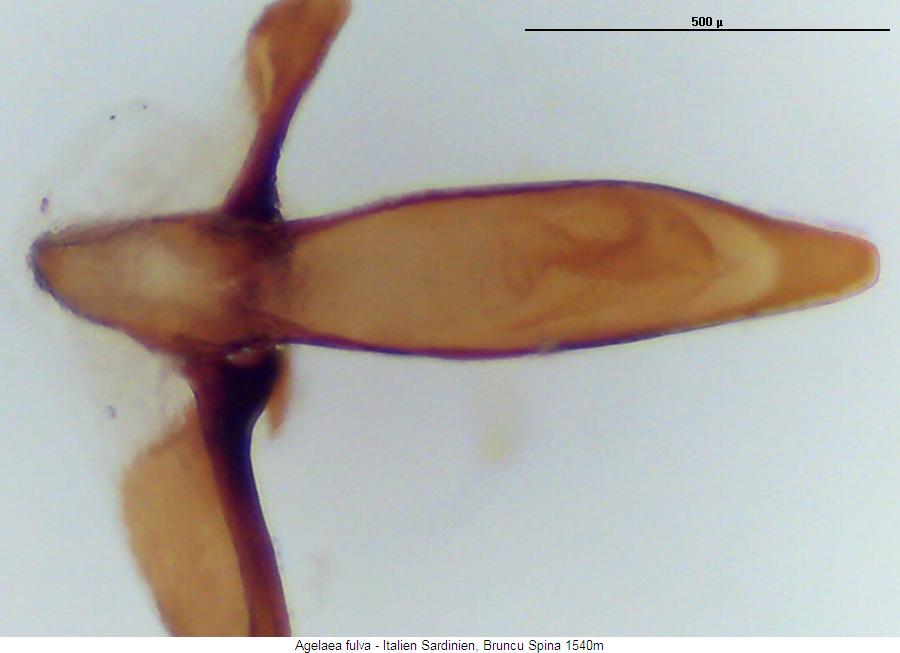 agelaea_fulva.jpg