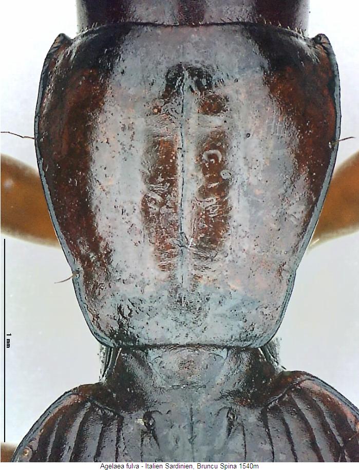 agelaea_fulva_hsch.jpg