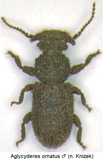 aglycyderes_ornatus_m_hab.jpg