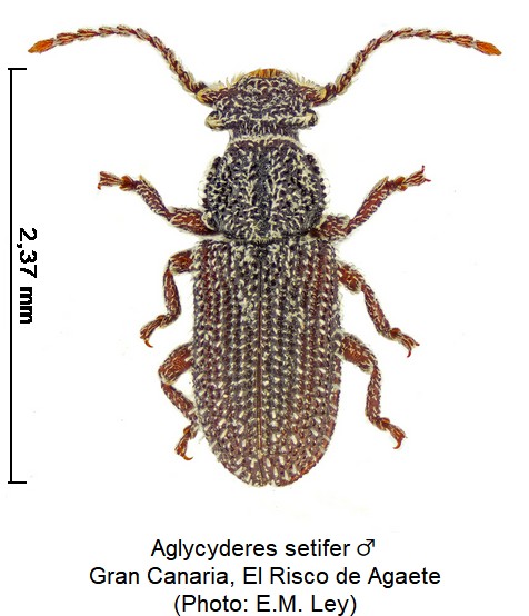 aglycyderes_setifer_m_hab.jpg