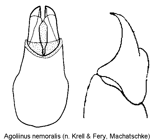 agoliinus_nemoralis.gif