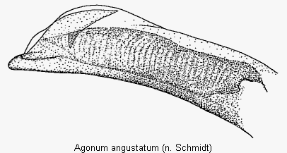 agonum_angustatum_det.gif