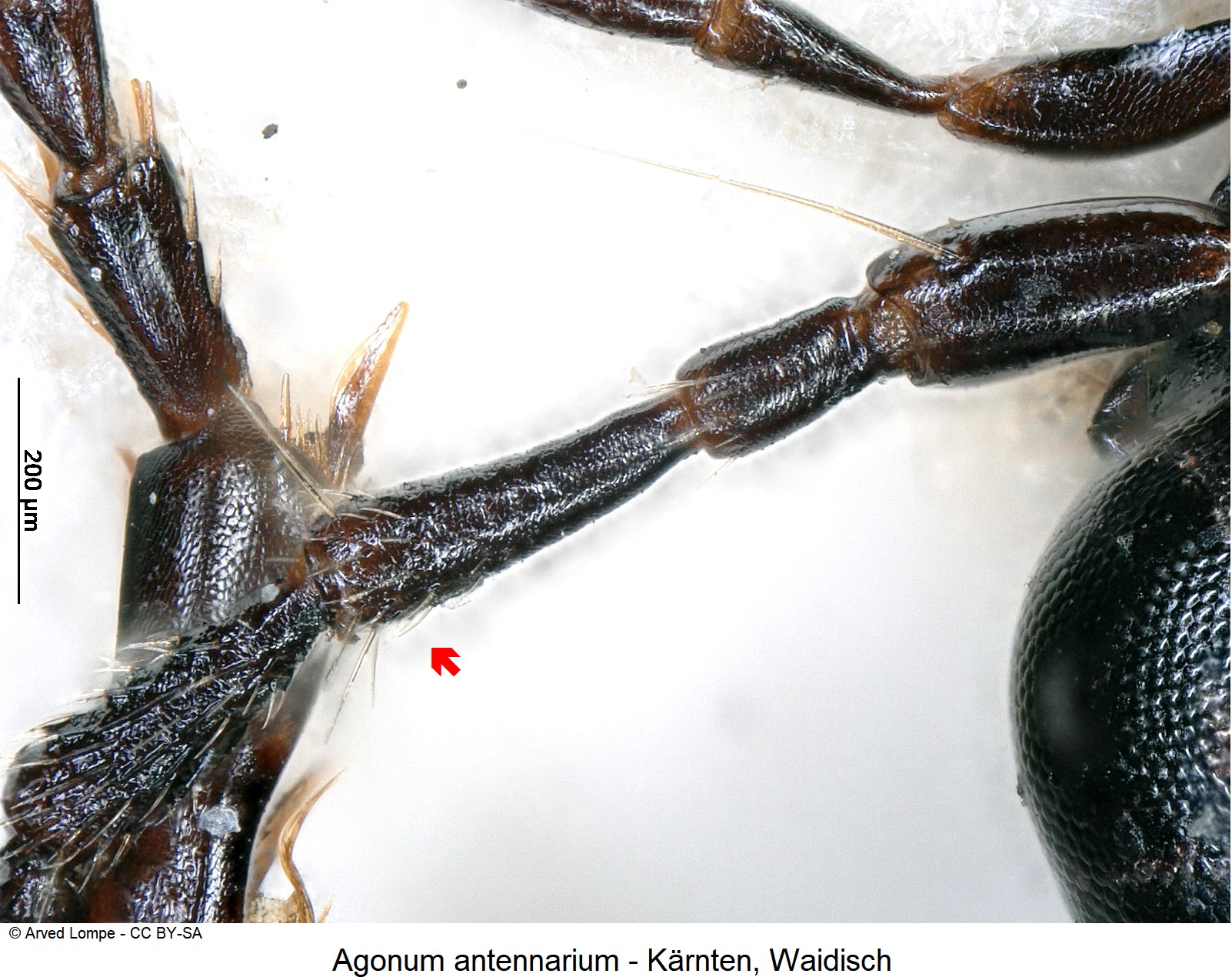 agonum_antennarium_ck1738_f.jpg