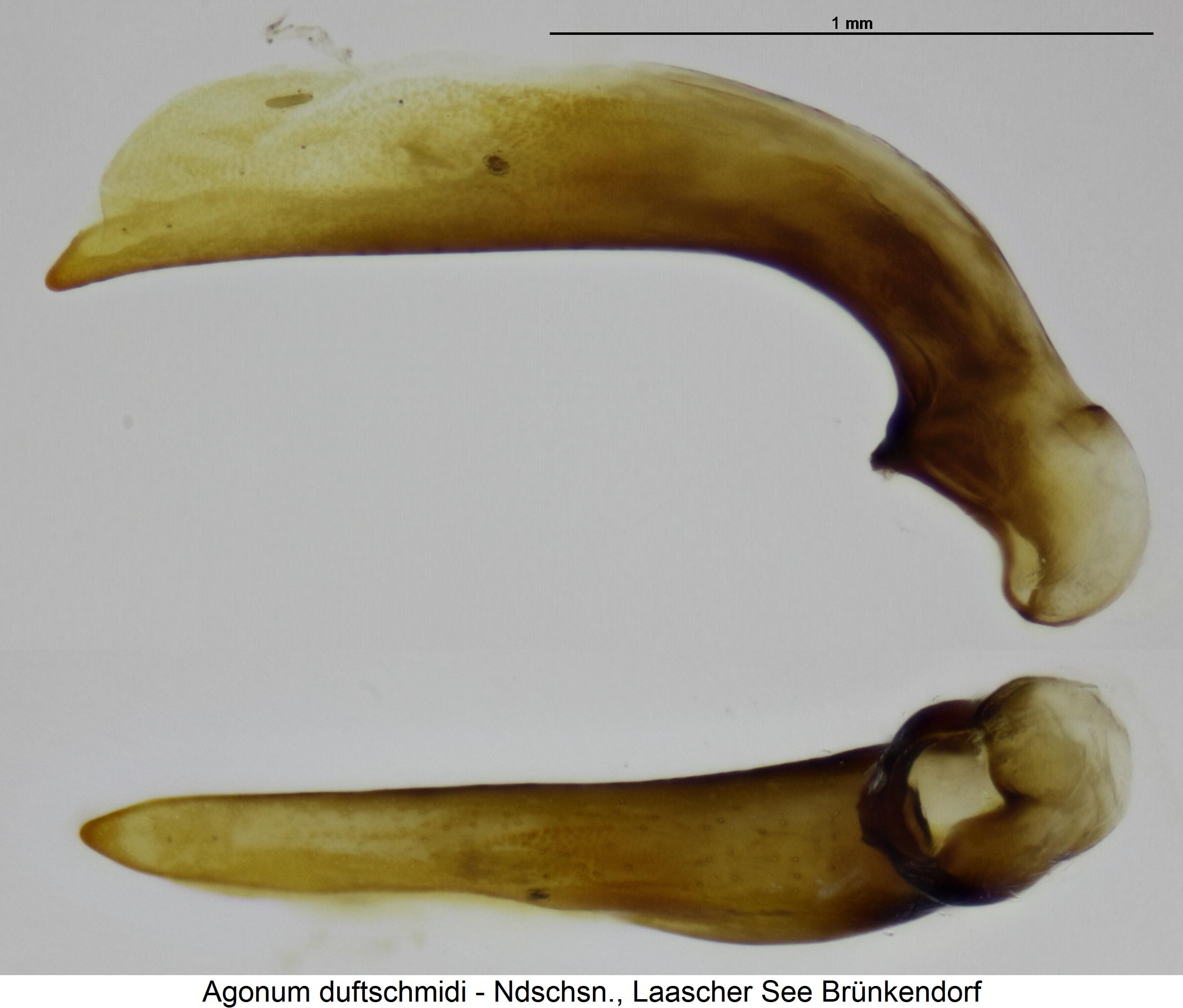 agonum_duftschmidi1.jpg