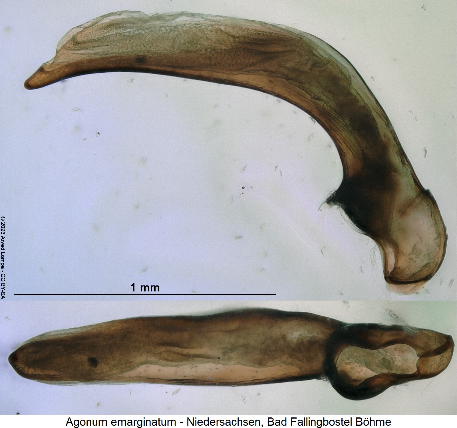 agonum_emarginatum9.jpg