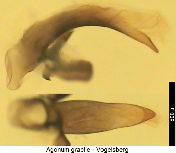 agonum_gracile.jpg